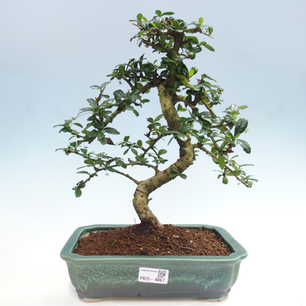 Bonsai pokojowe - Carmona macrophylla - Tea fuki