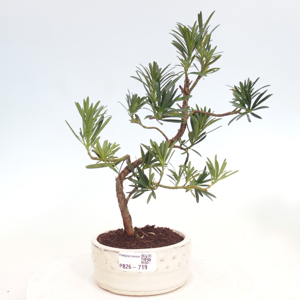 Pokój bonsai - Podocarpus - Kamienny cis