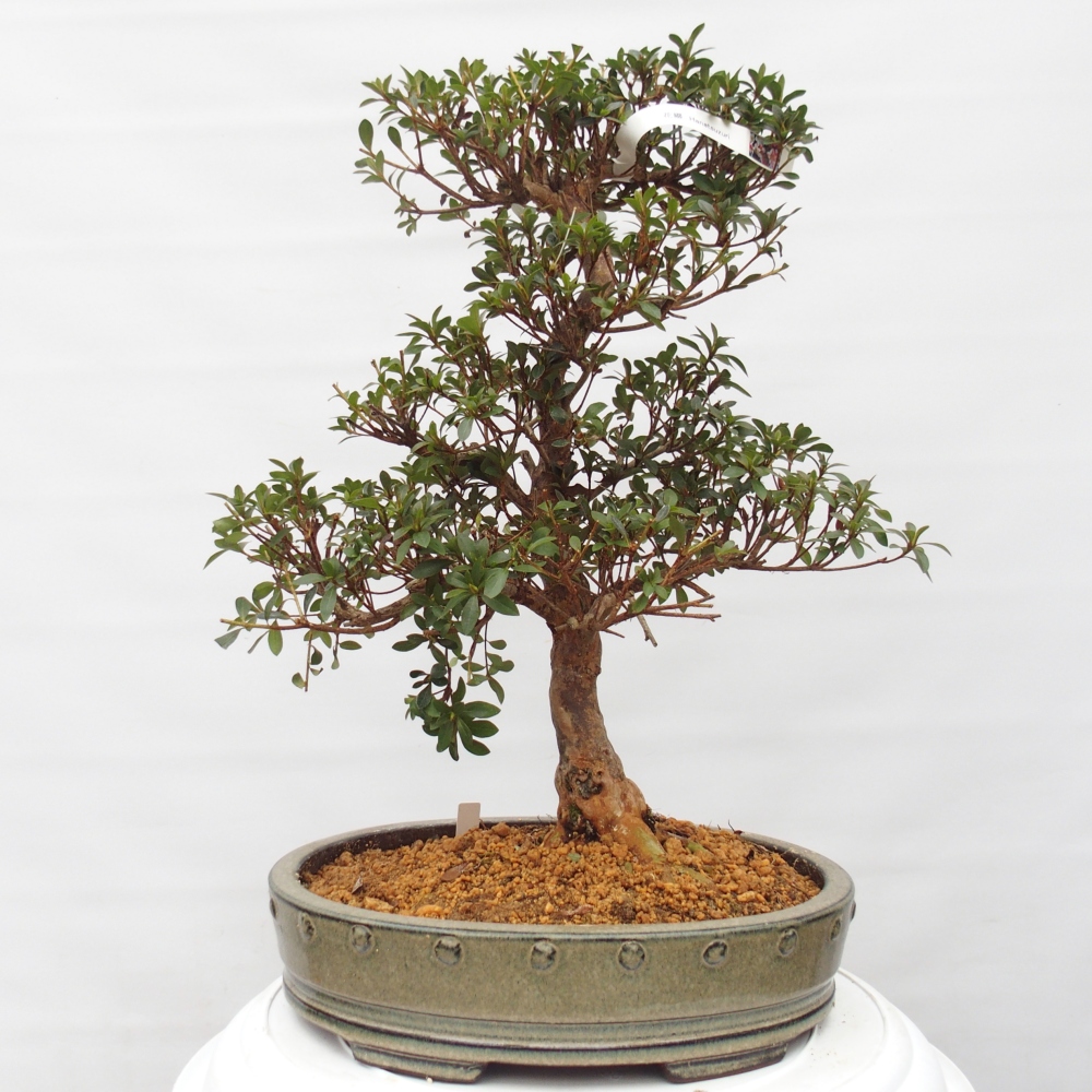 Bonsai zewnętrzne - Azalia japońska - Azalia Hanatsuzuri