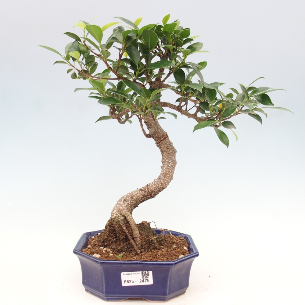 Kryty bonsai - Ficus retusa - figowiec drobnolistny