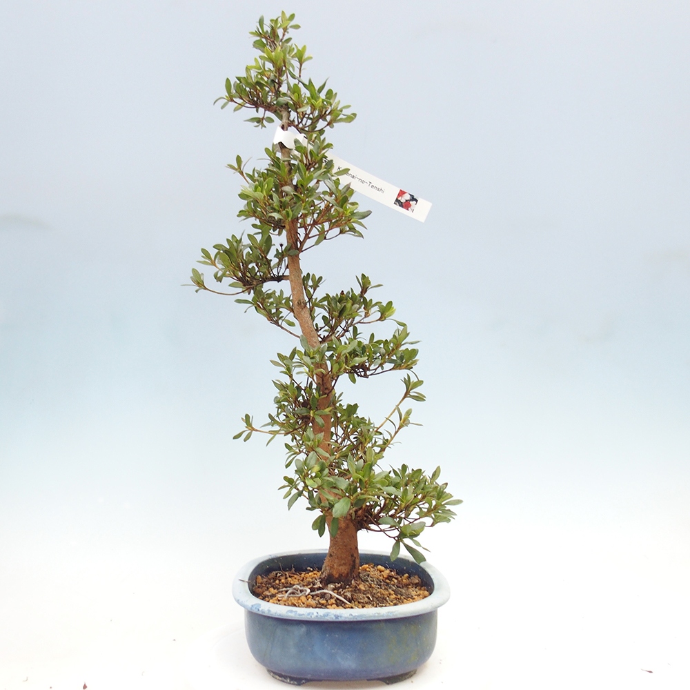 Bonsai zewnętrzne - Azalia japońska - Azalia Karenai-no-tenshi