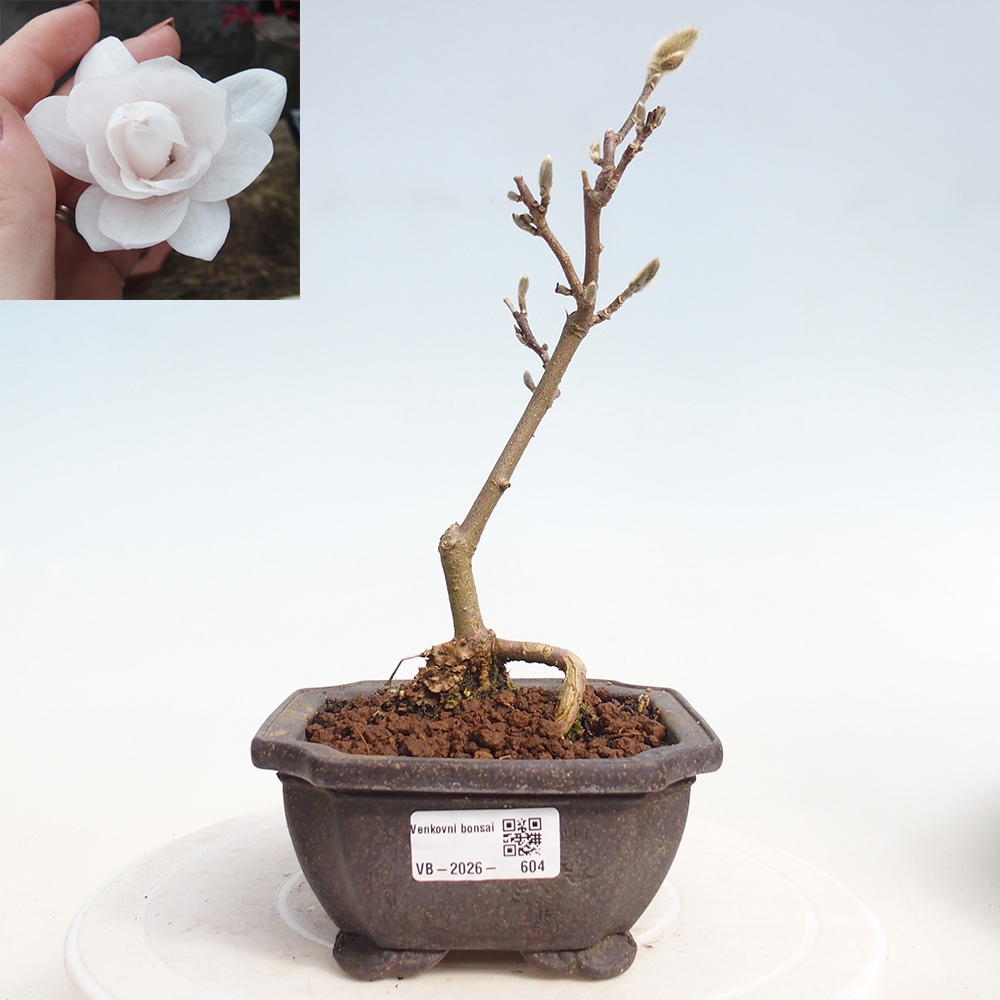 Bonsai na zewnątrz - Magnolia stellata