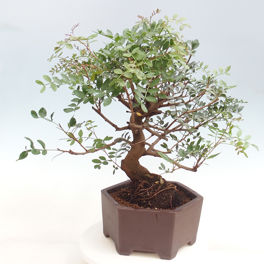 Bonsai pokojowe - Pistacja