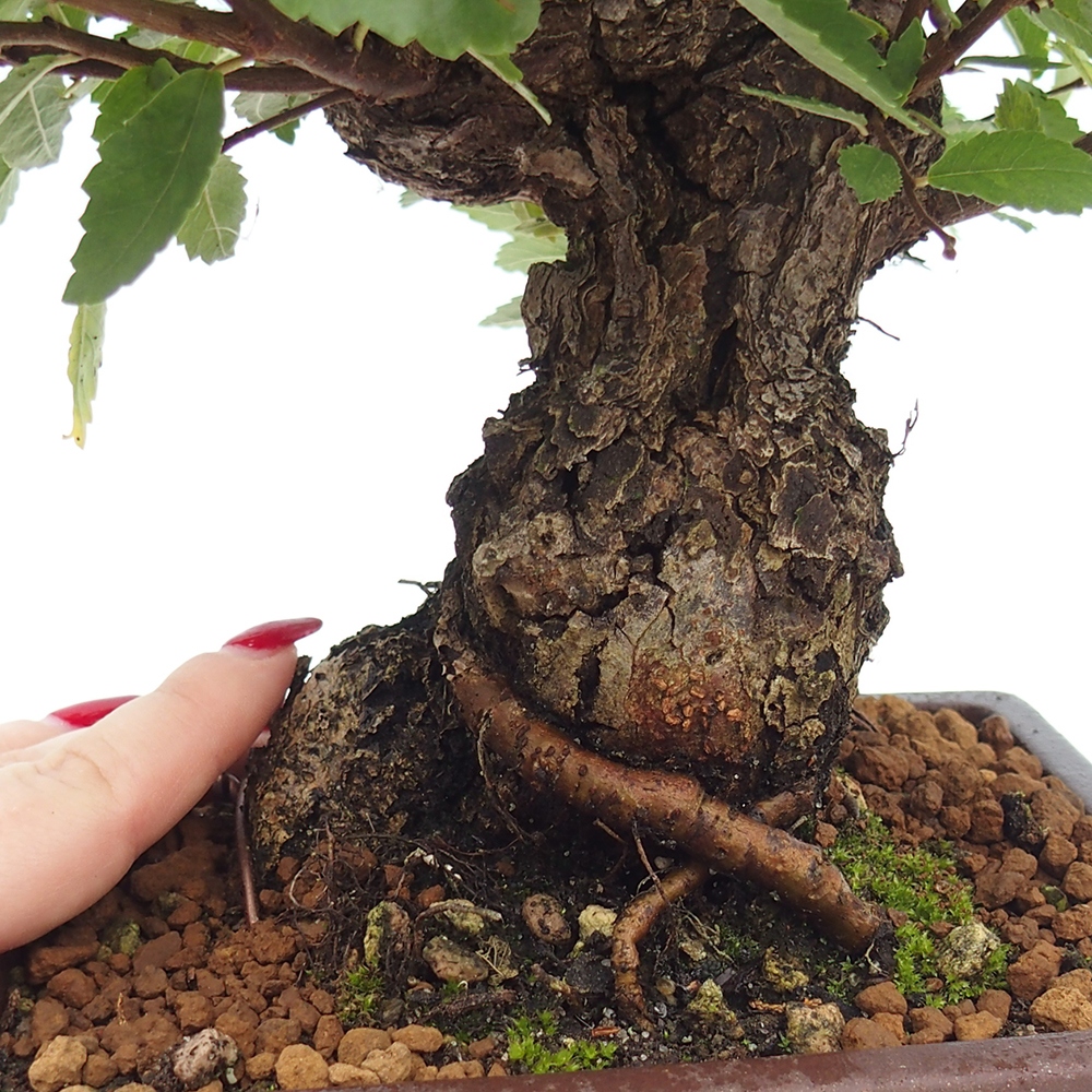 Bonsai na zewnątrz - Zelkova - Zelkova serrata