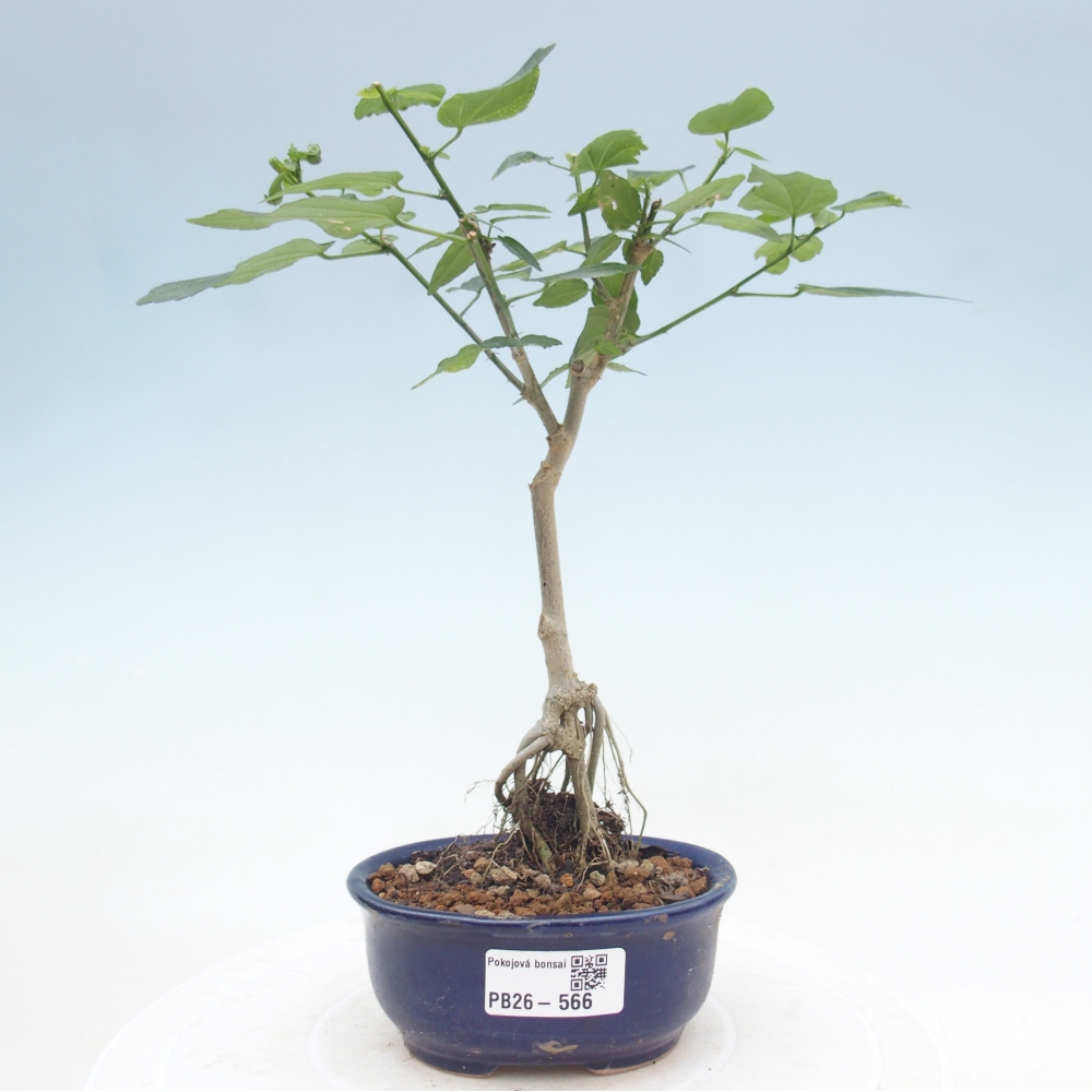 Bonsai domowe - Malvaviscus arboreus
