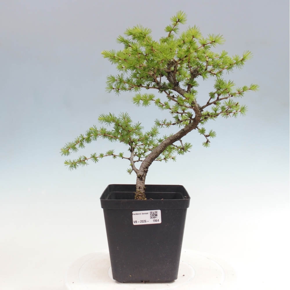 Bonsai zewnętrzne - Larix decidua - Modrzew