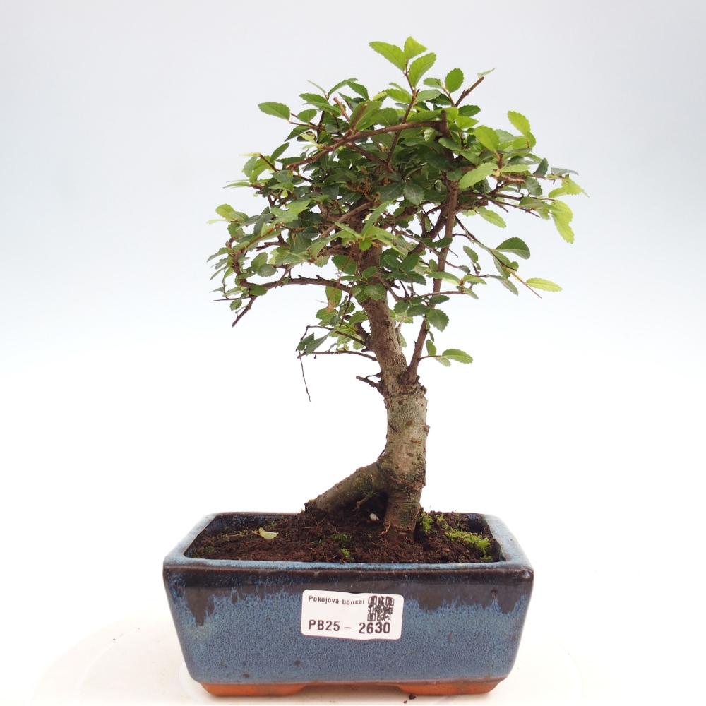 Kryty bonsai - Ulmus parvifolia - Wiąz drobnolistny