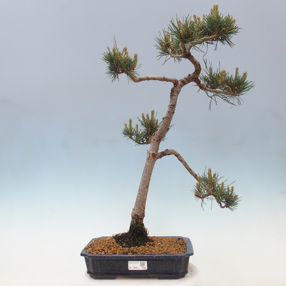 Outdoor bonsai - Pinus Sylvestris - sosna zwyczajna