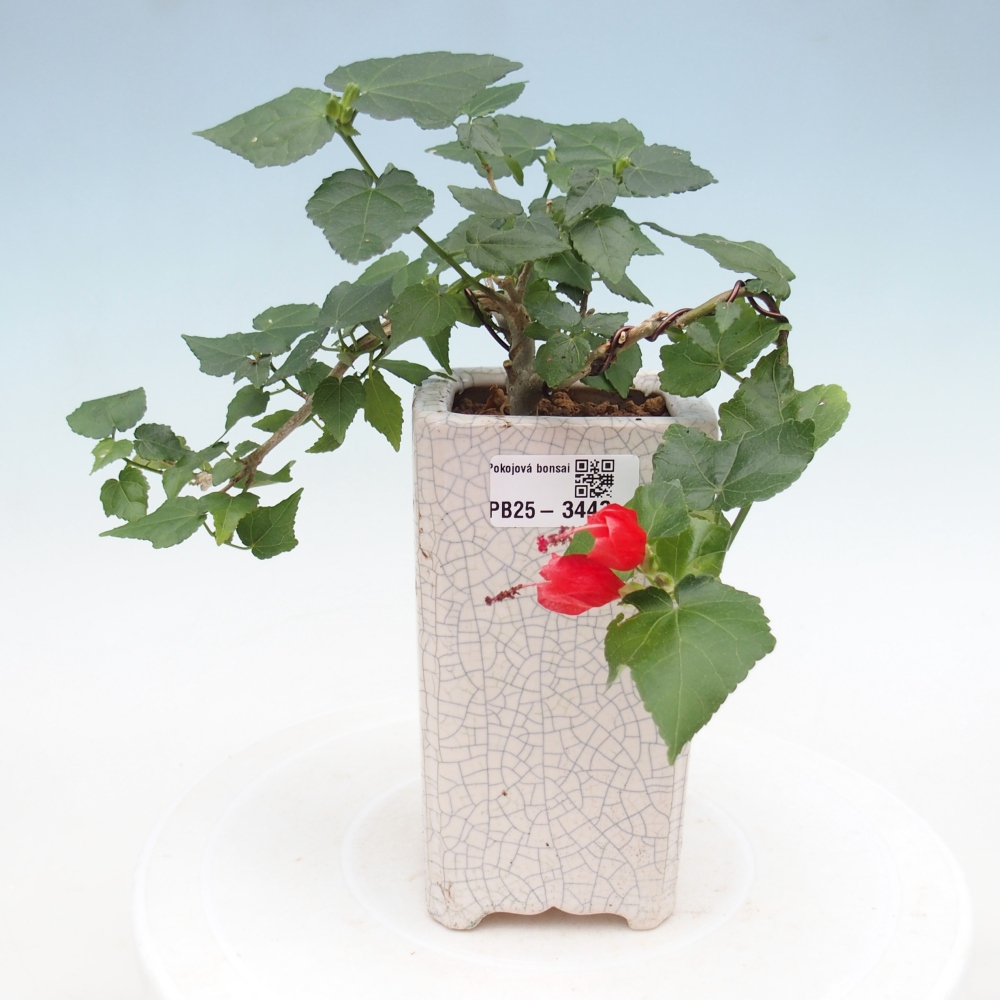 Bonsai domowe - Malvaviscus arboreus