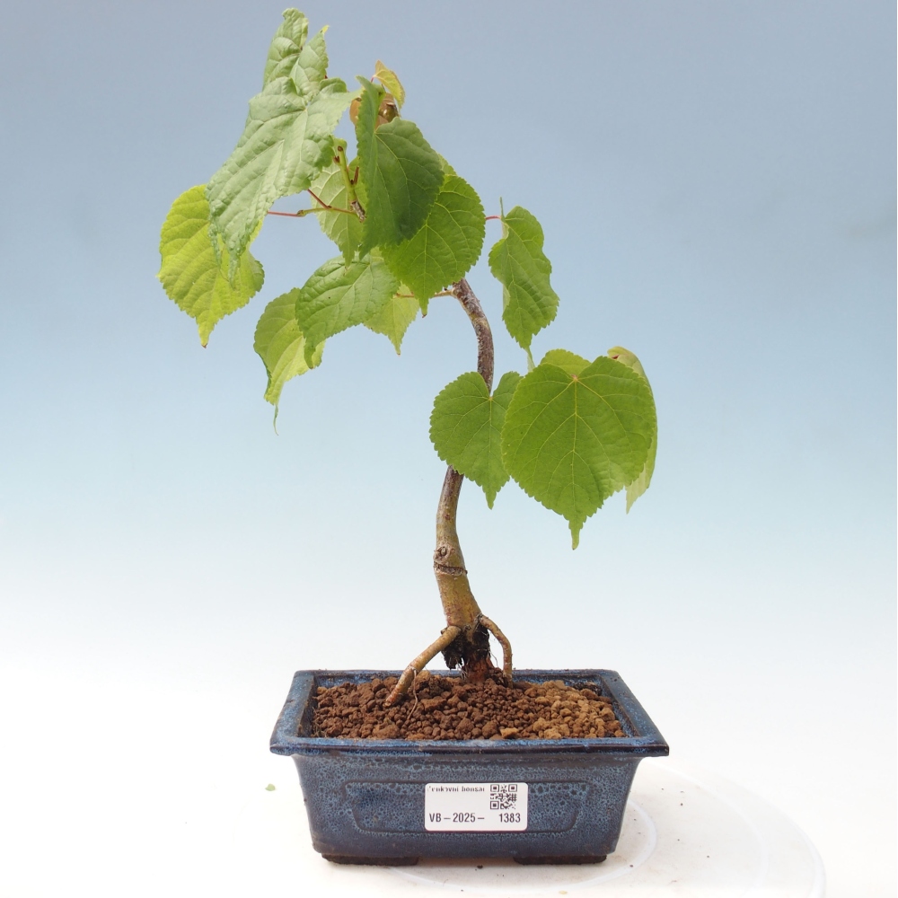 Bonsai na zewnątrz - Lipa - Tilia cordata