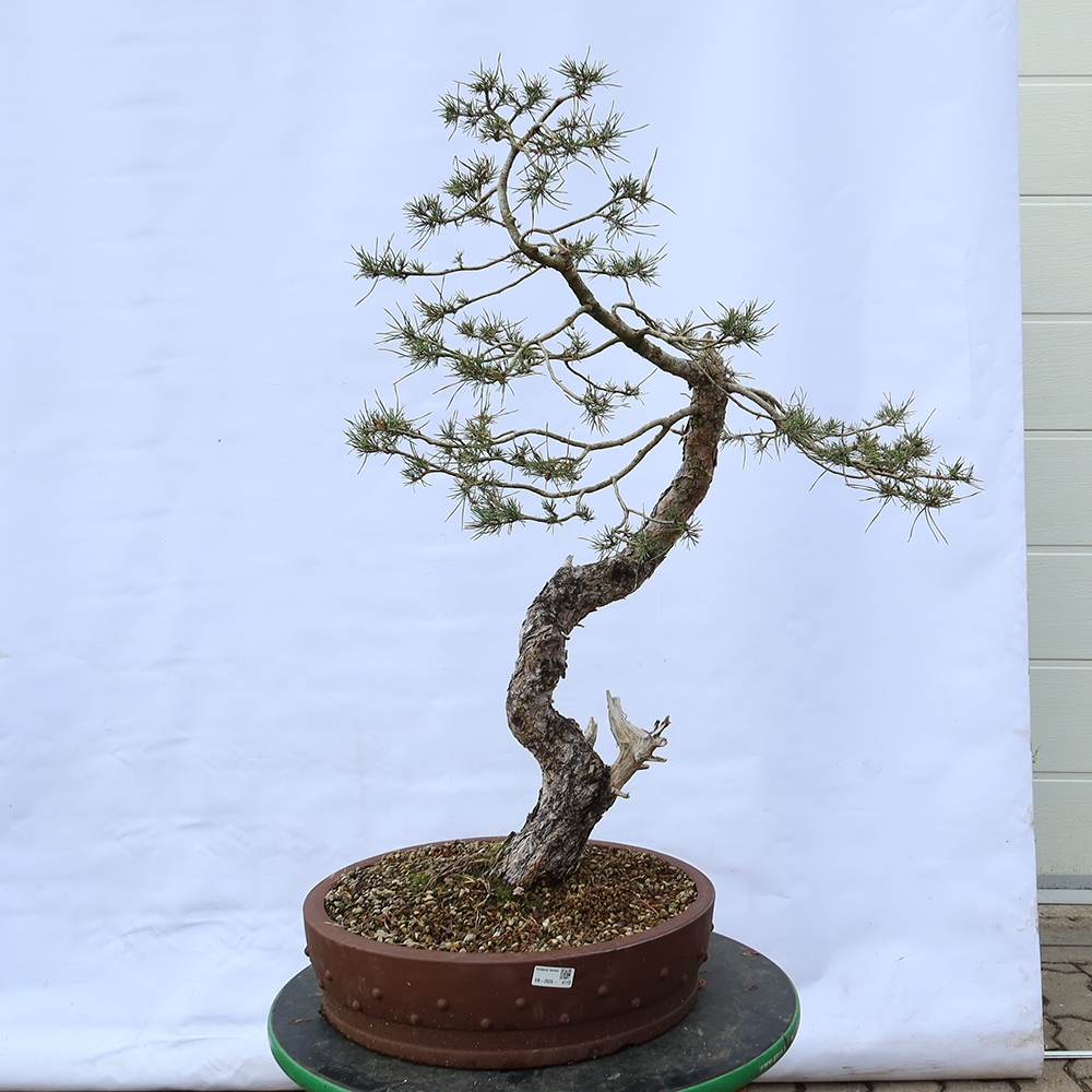 Pinus sylvestris Hiszpania – sosna zwyczajna