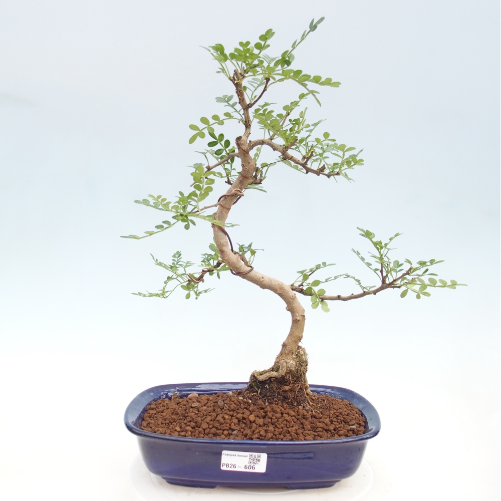 Pokój bonsai - Zantoxylum piperitum - drzewo pieprzowe