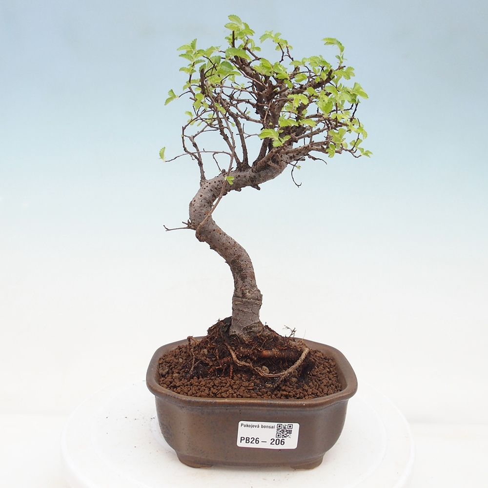 Pokój bonsai - Ulmus parvifolia - Wiąz drobnolistny