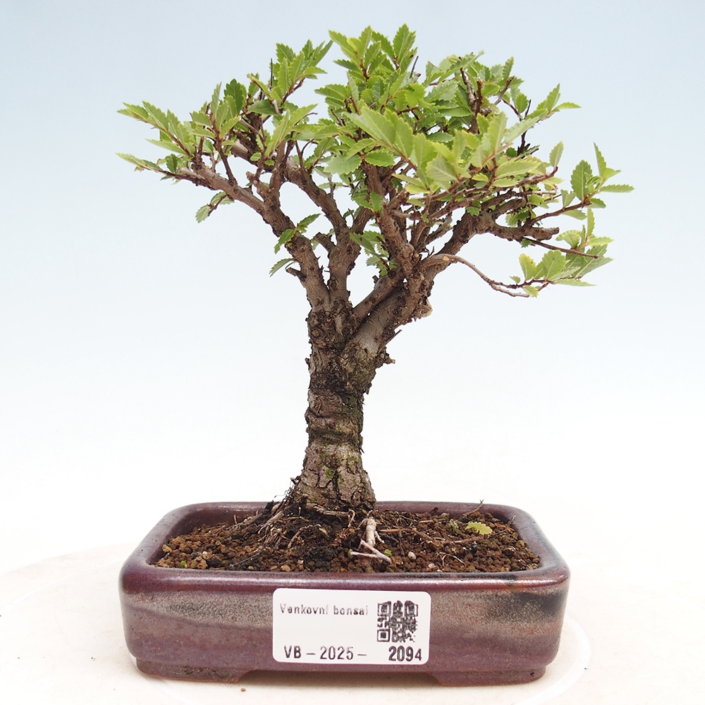 Outdoor bonsai - Zelkova - Zelkova NIRE