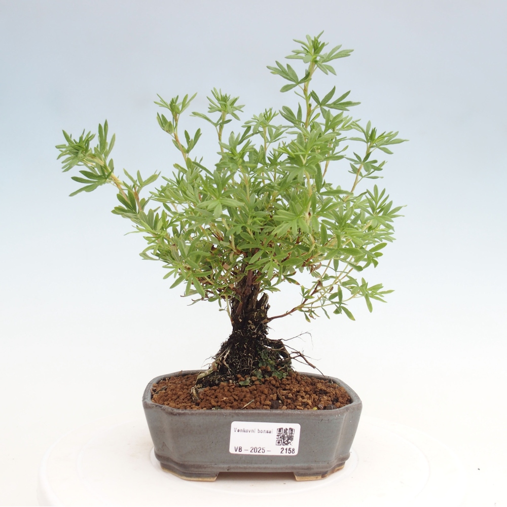 Outdoor bonsai-Pięciolistnik - Potentila fruticosa żółty Ptak