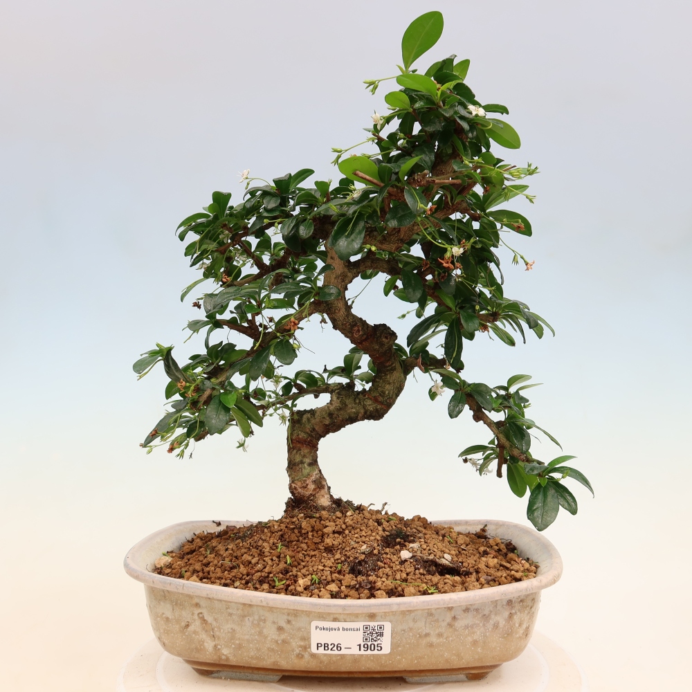 Bonsai pokojowe - Carmona macrophylla - Tea fuki