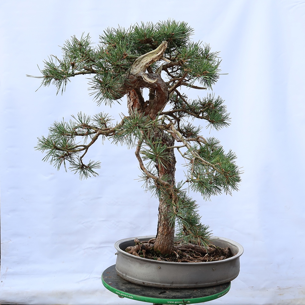 Pinus sylvestris Hiszpania – sosna zwyczajna