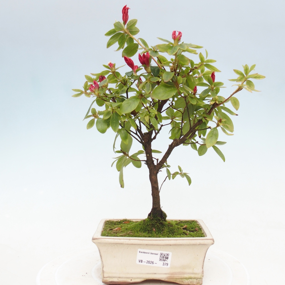 Outdoor bonsai - Azalia japońska - Azalea sp.