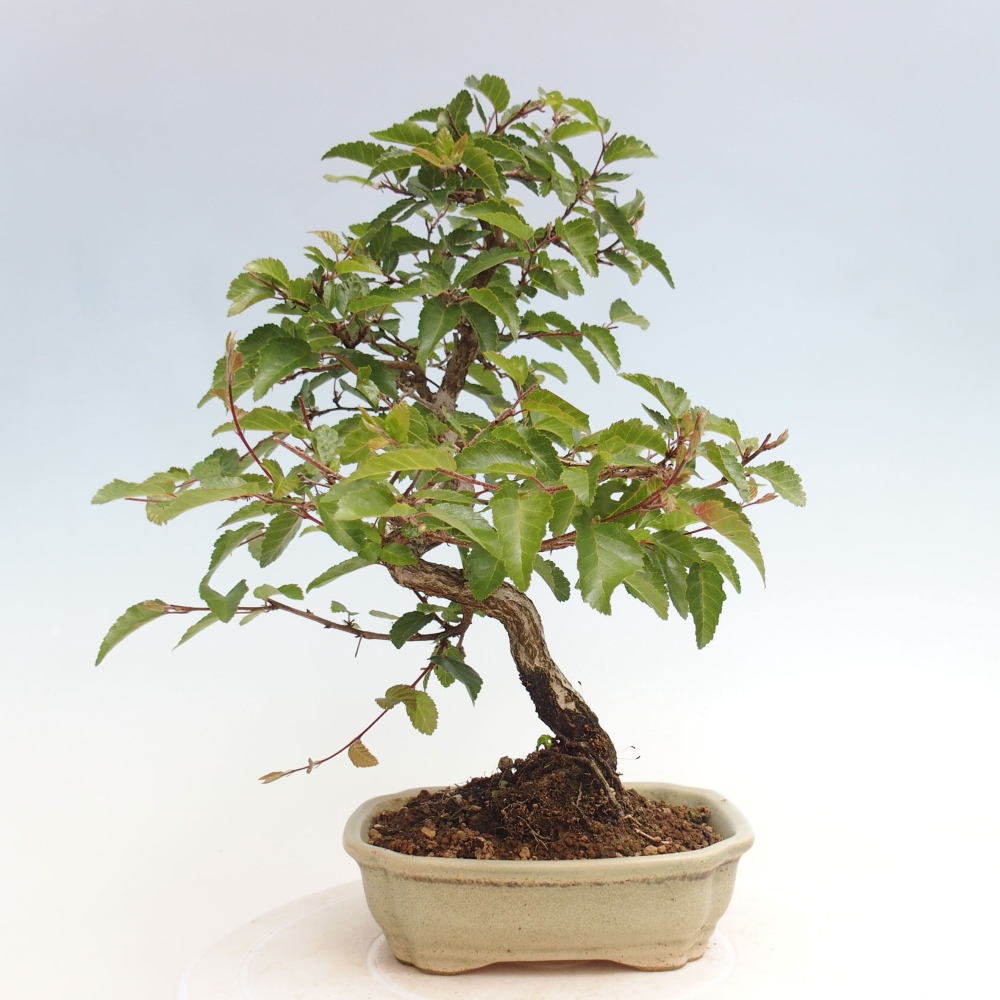 Bonsai zewnętrzne -Carpinus CARPINOIDES - grab koreański