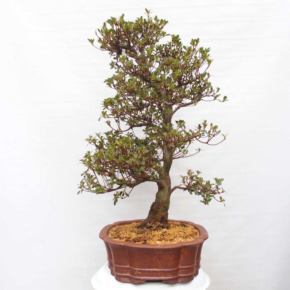 Bonsai zewnętrzne - Azalia japońska - Azalia Sansei