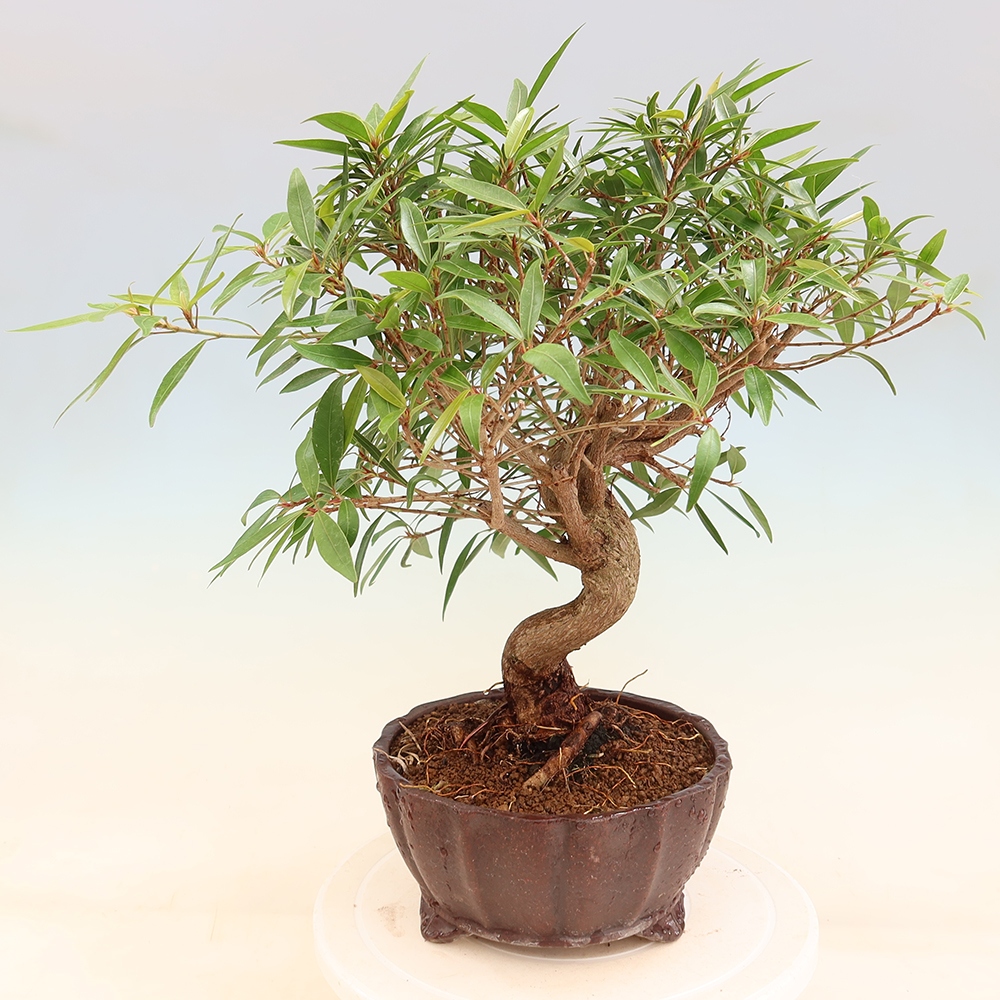 Pokój bonsai - Ficus nerifolia - figowiec drobnolistny