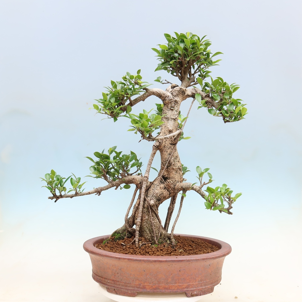 Pokój bonsai - Ficus kimmen - figowiec drobnolistny