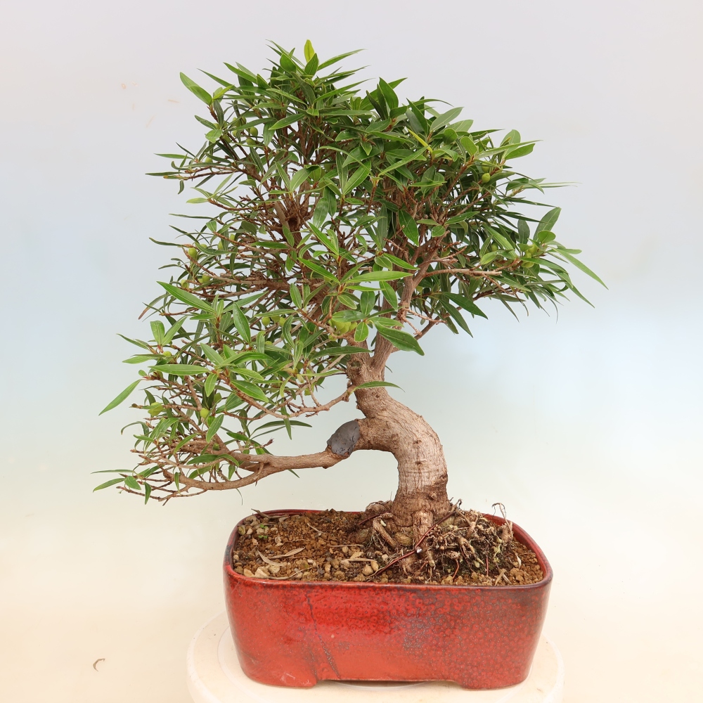 Pokój bonsai - Ficus nerifolia - figowiec drobnolistny