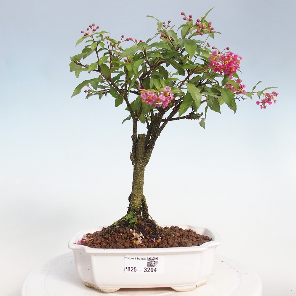 Bonsai pokojowe - Malpighia coccigera - Wiśnia Barbdorska