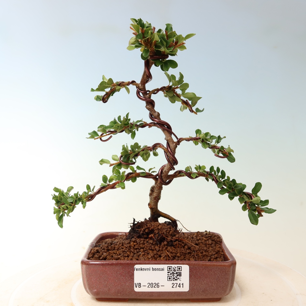 Outdoor bonsai - irga pozioma - Rocky Mountain