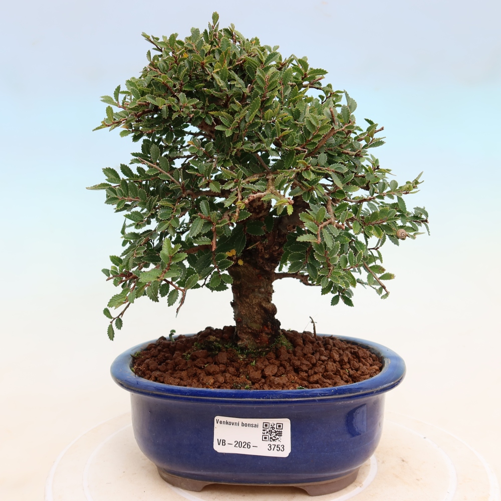 Bonsai zewnętrzne - Zelkova - Zelkova NIRE