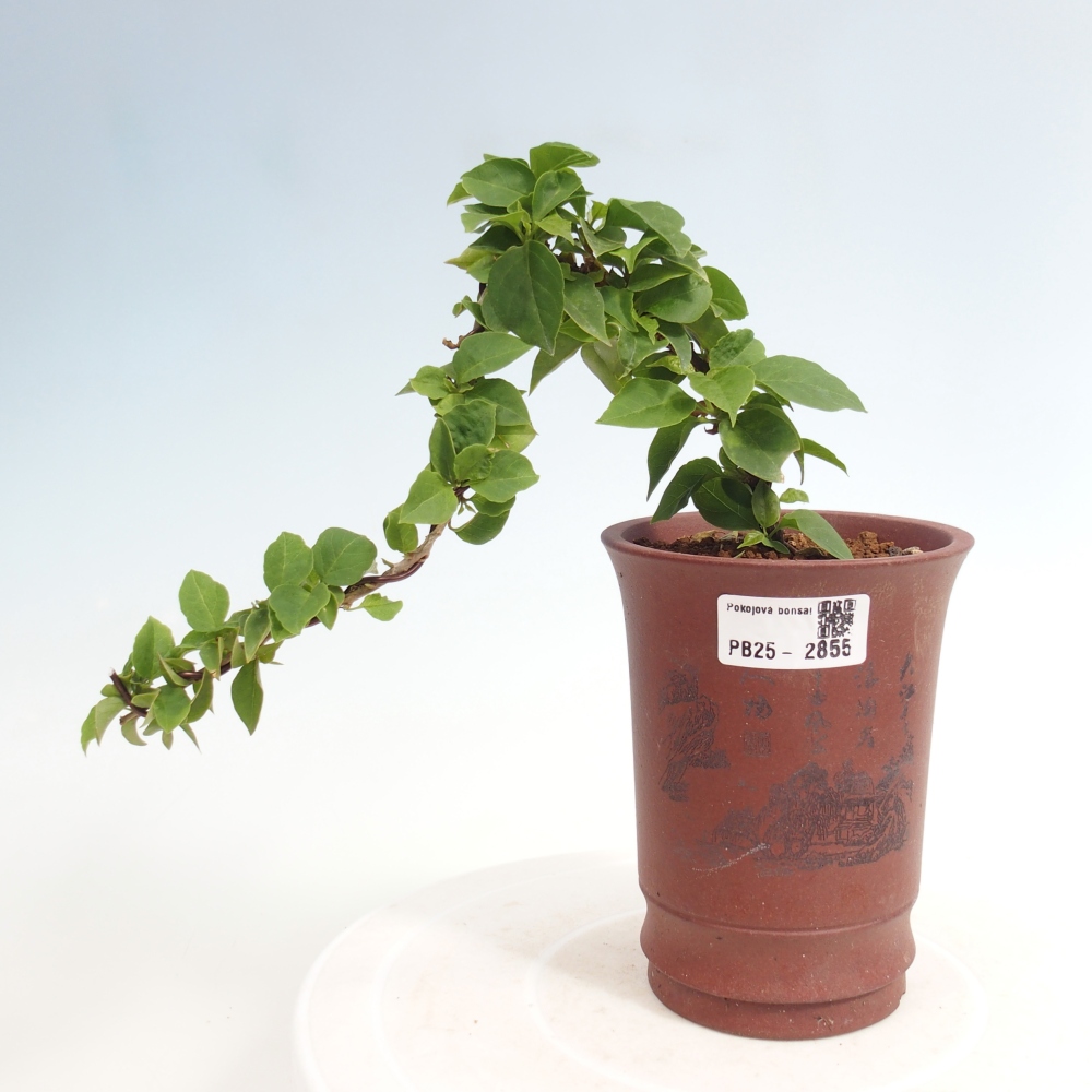 Bonsai do wnętrz - Bouganwilea