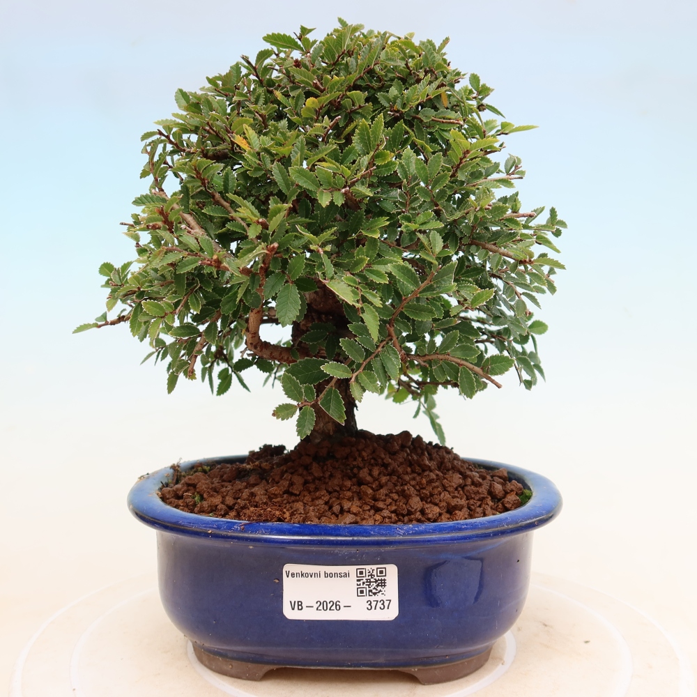 Bonsai zewnętrzne - Zelkova - Zelkova NIRE