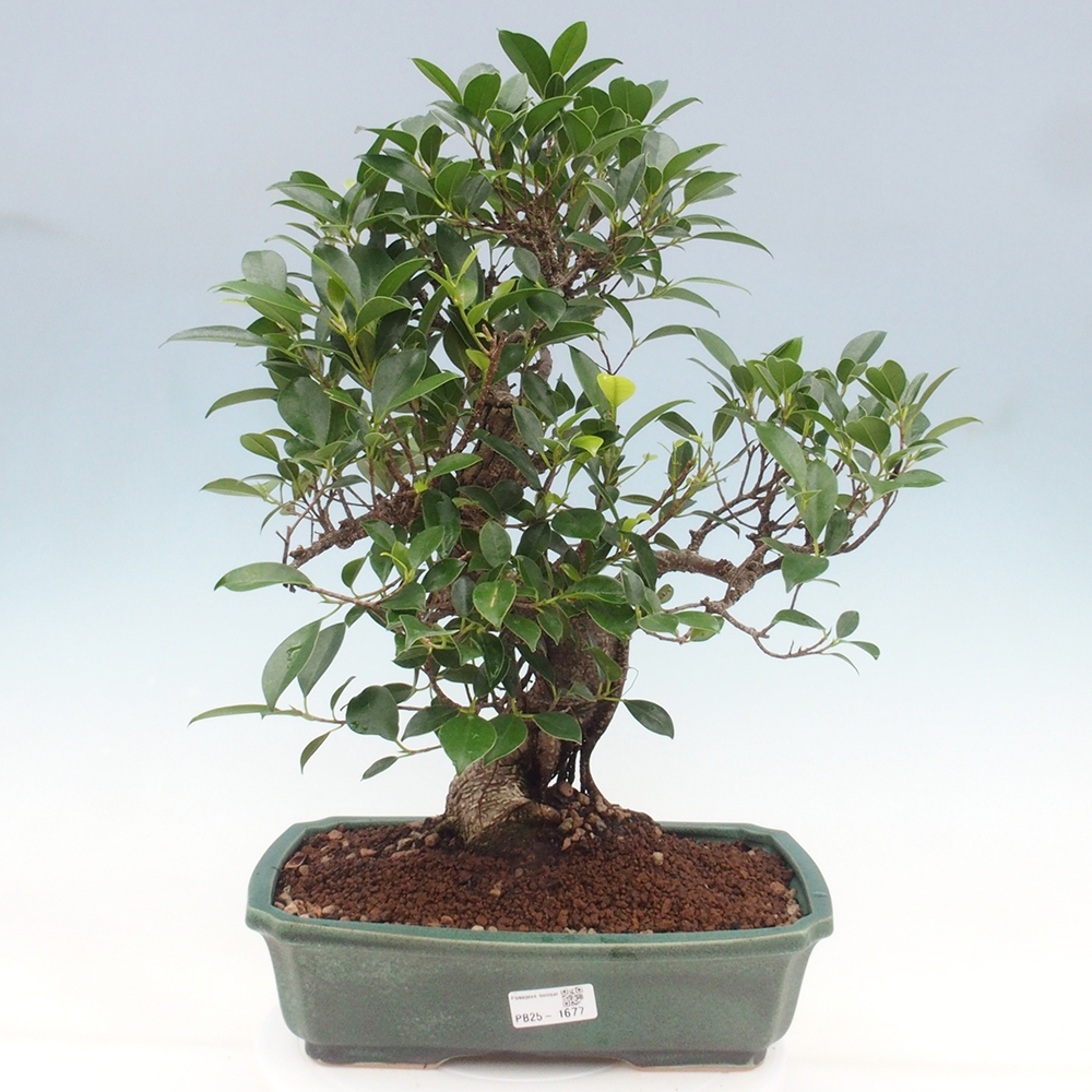 Kryty bonsai - Ficus kimmen - figowiec drobnolistny