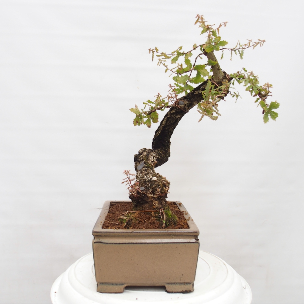 Yamadori - Quercus Ilex - Dąb ostrokrzewowy