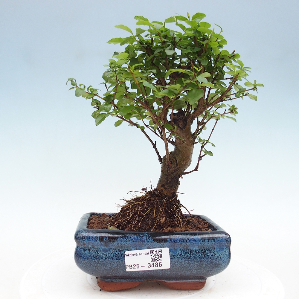 Pokój bonsai - Ligustrum chinensis - Dziób ptaka