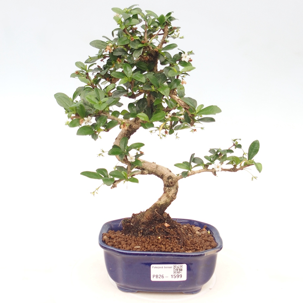 Bonsai pokojowe - Carmona macrophylla - Tea fuki