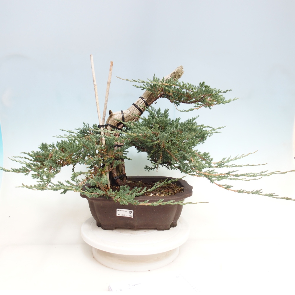 Plenerowe bonsai - Juniperus  - Prostrate Juniper