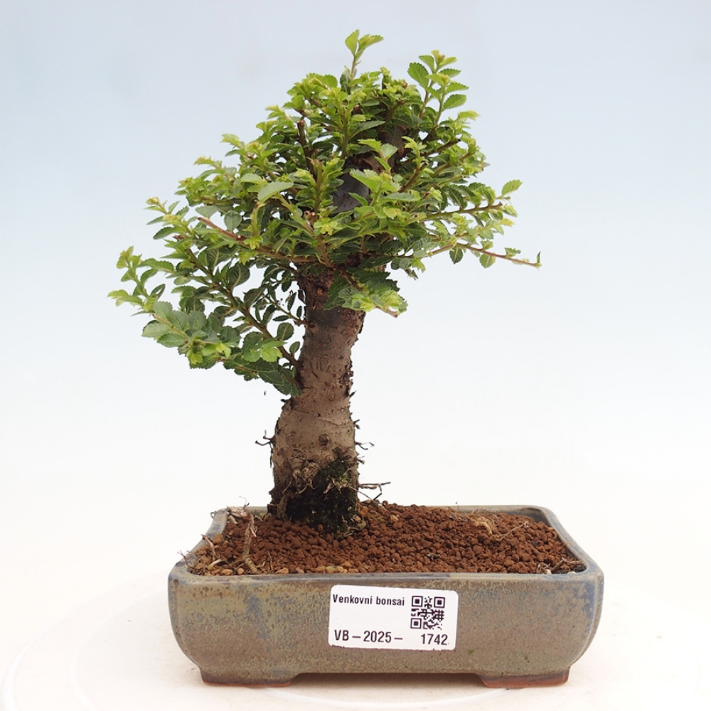 Bonsai zewnętrzne - Ulmus parvifolia Hokkaido - wiąz chiński