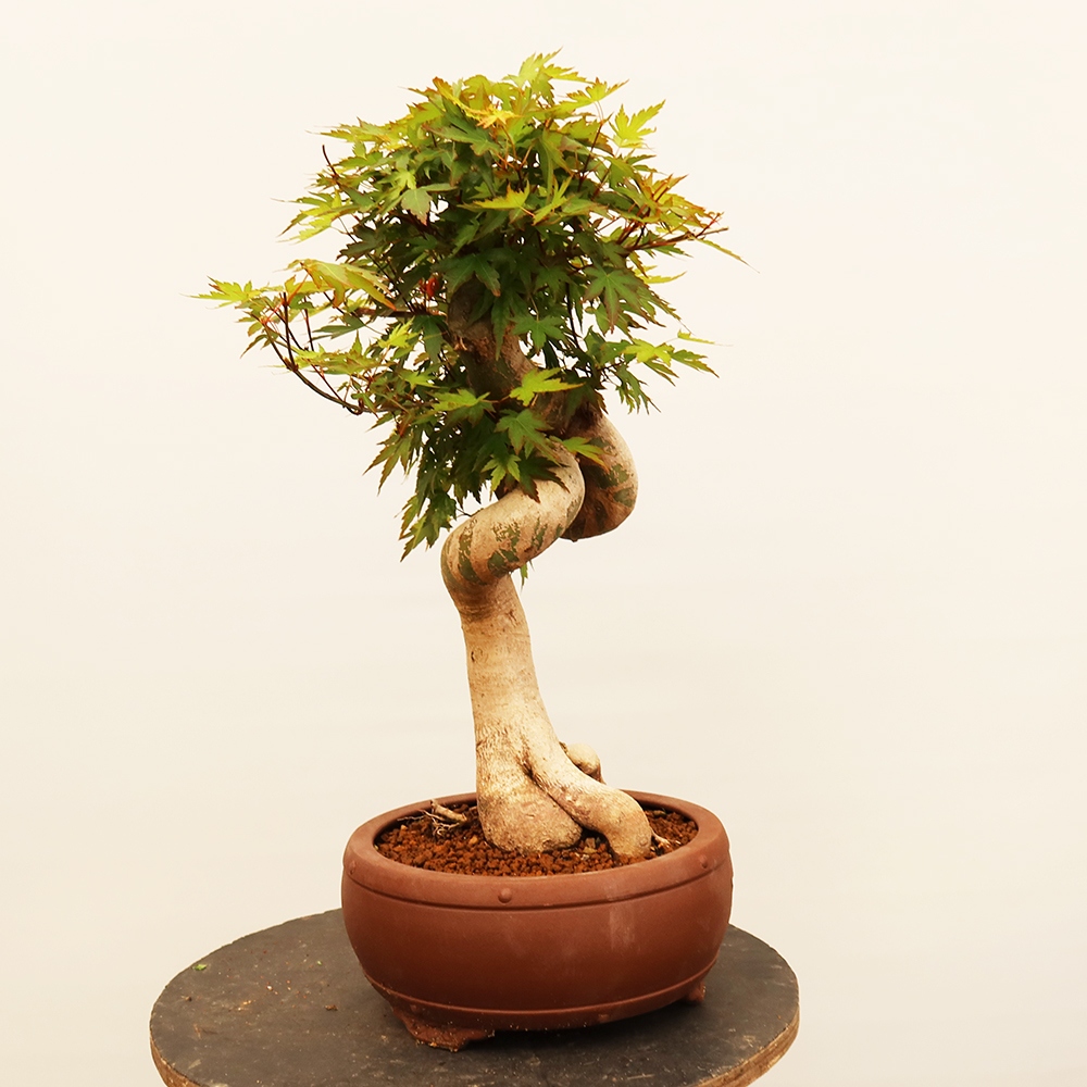 Outdoor bonsai - Klon palmowy - Palmy