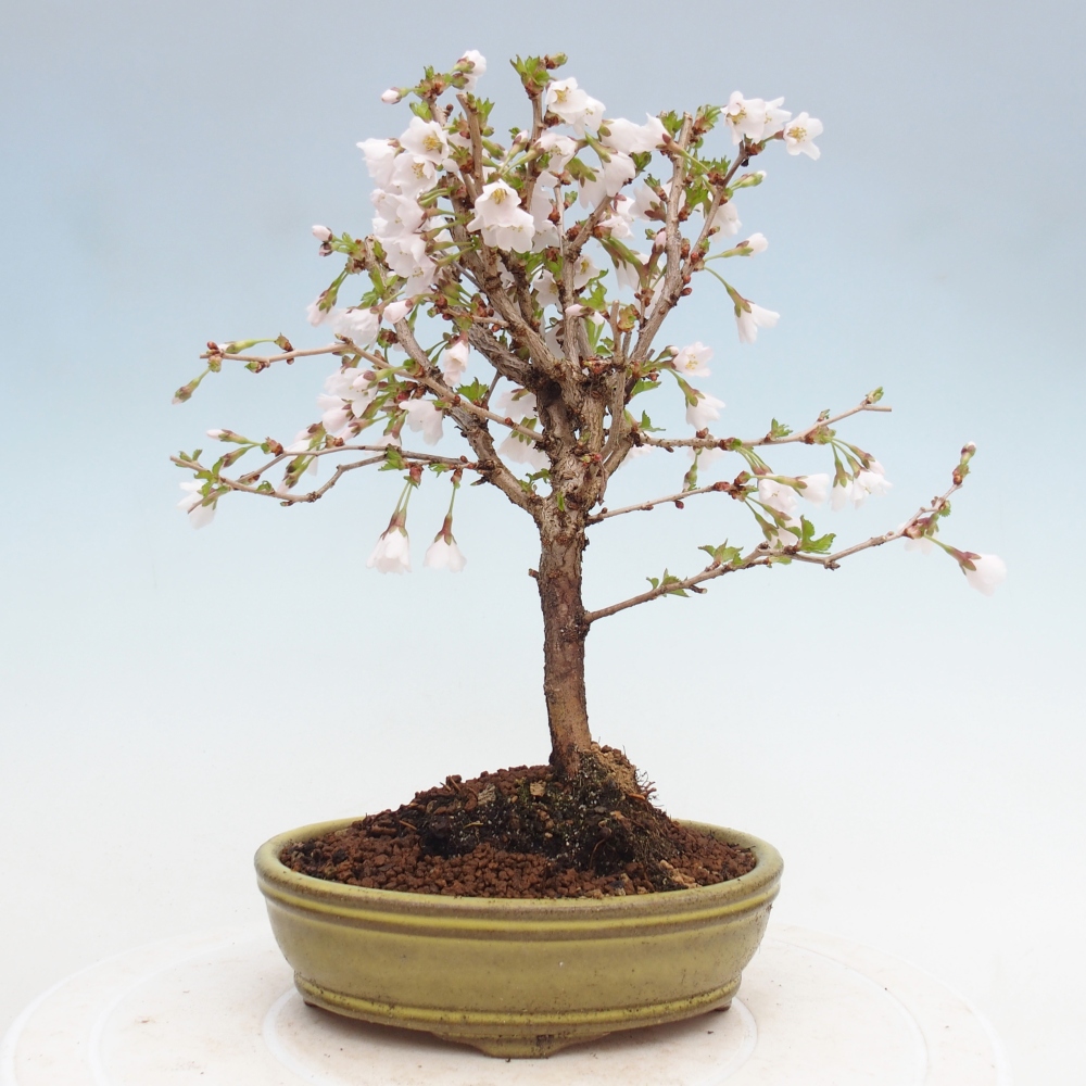 Outdoor bonsai - Prunus incisa Kojou-no mai-Plivon wycięty