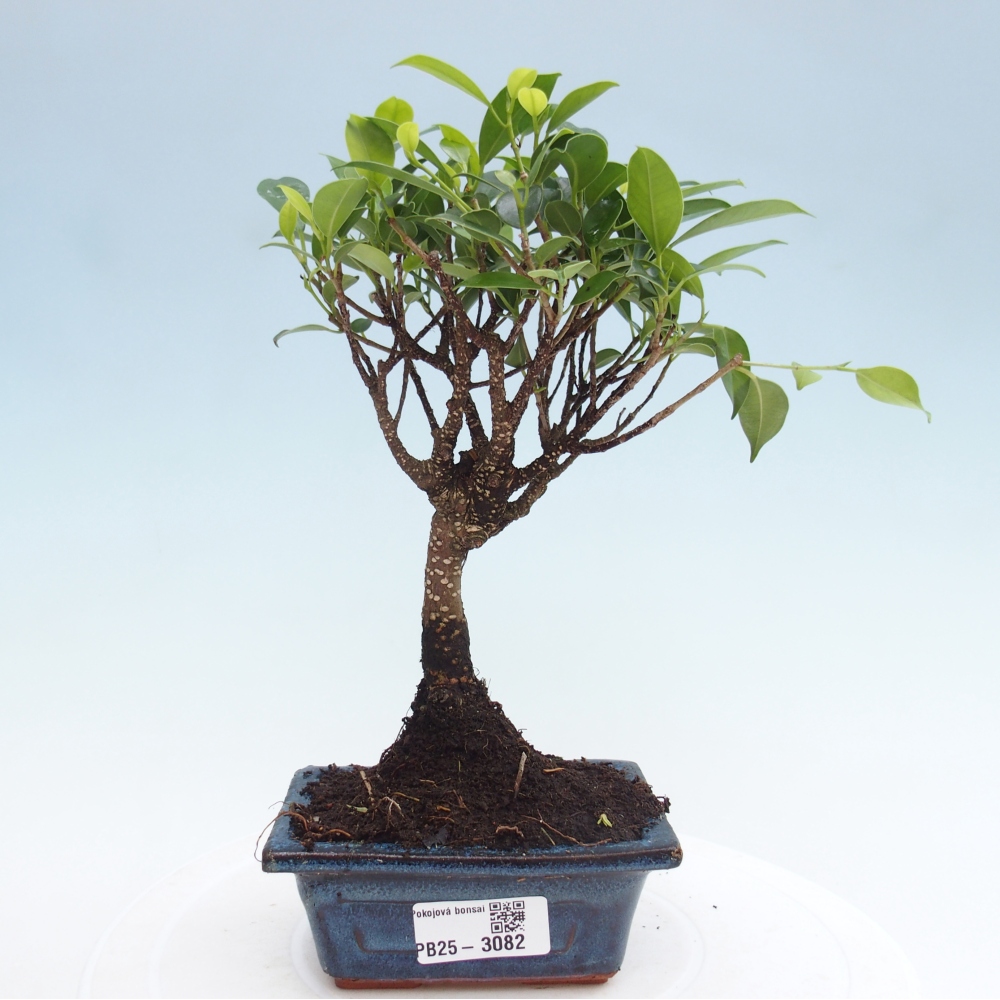 Pokojová bonsai - Ficus retusa - malolistý fíkus