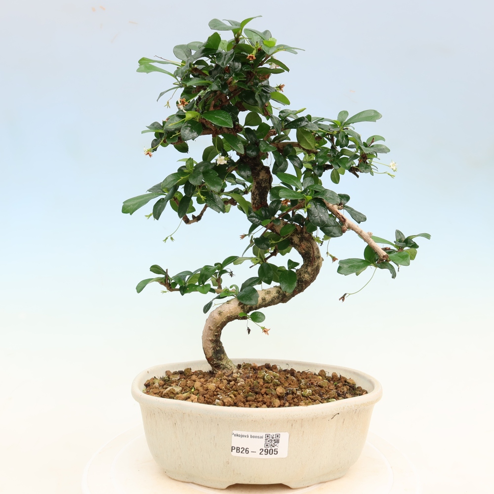 Bonsai pokojowe - Carmona macrophylla - Tea fuki