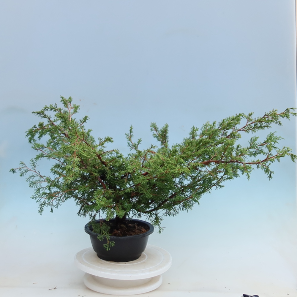 Bonsai ogrodowe – Juniperus chinensis Itoigawa – jałowiec chiński