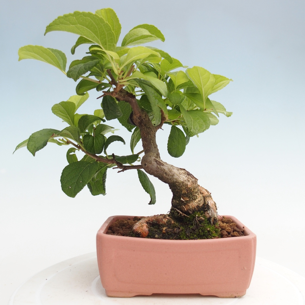 Bonsai na zewnątrz - Celastrus Jesenec