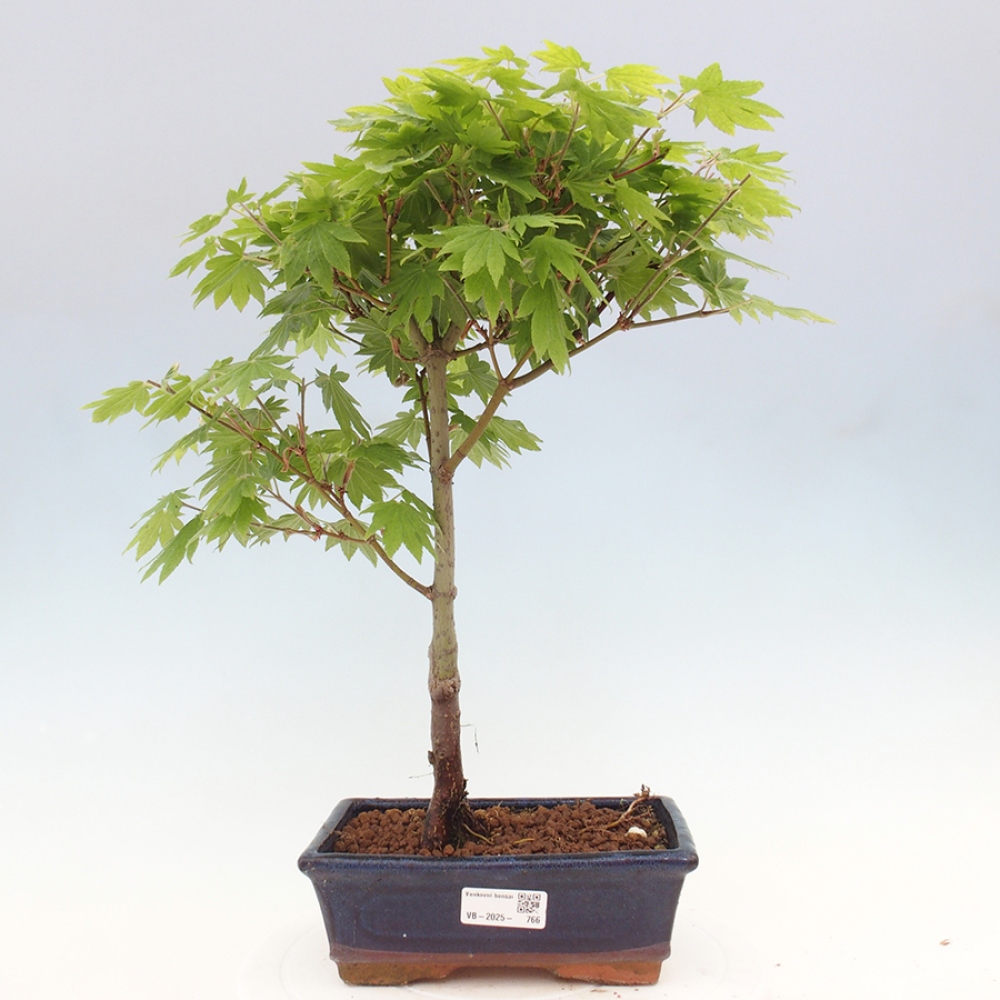 Bonsai zewnętrzne - Maple palmatum katsura GISAN - Maple palmate