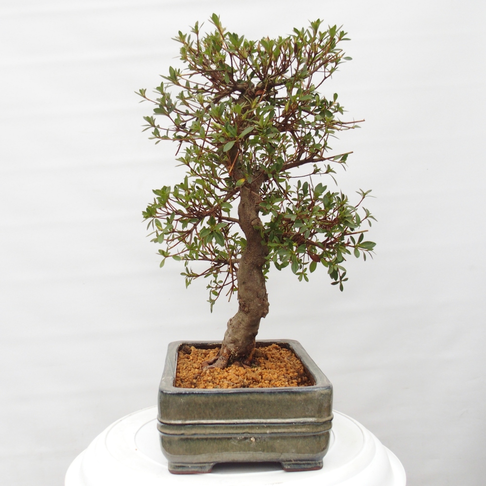 Bonsai zewnętrzne - Azalia japońska - Azalia Rin