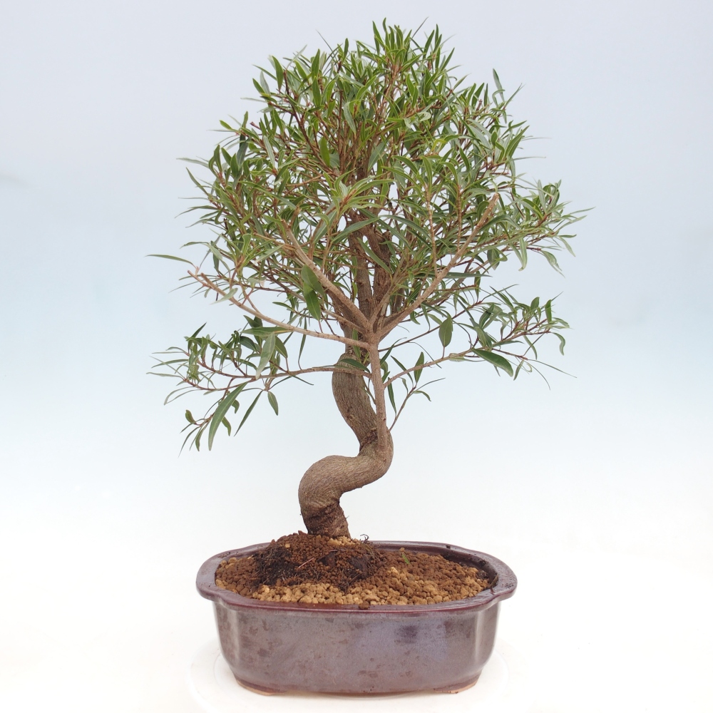 Pokój bonsai - Ficus nerifolia - figowiec drobnolistny