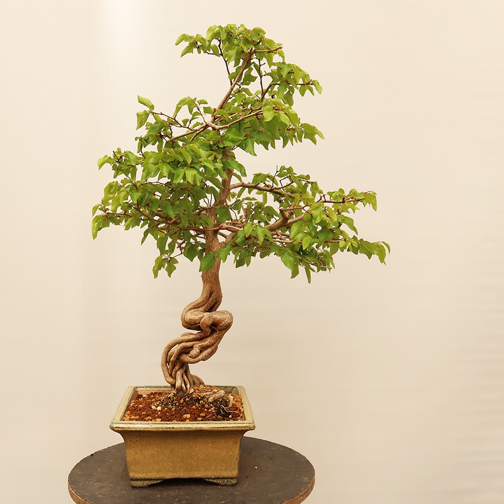 Bonsai plenerowe - Carpinus Coreana - grab koreański