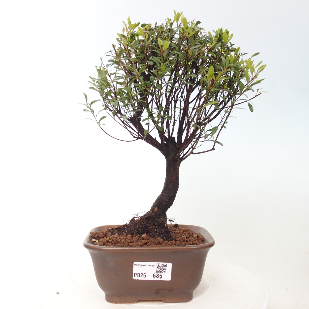 Pokój bonsai - Syzygium - Pimento