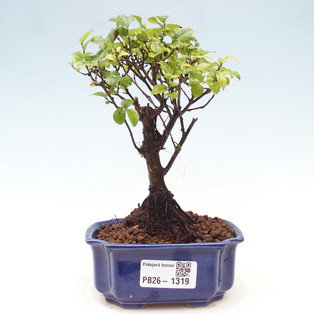 Kryty bonsai - Sagerécie thea - Sagerécie thea